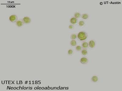 JAPAN Algae - まる Thumbnail_0327.png?20250624