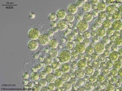 UTEX 1235 Chlorosphaeropsis alveolatum | UTEX Culture Collection of Algae