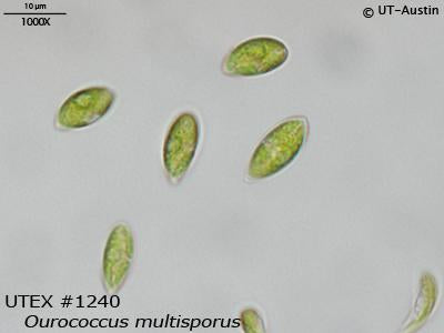 UTEX 1240 Ourococcus multisporus | UTEX Culture Collection of Algae