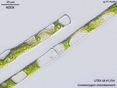 UTEX LB 1254 Gonatozygon monotaenium | UTEX Culture Collection of Algae