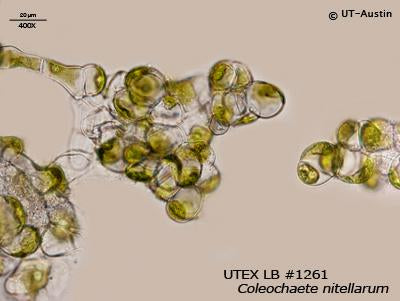 <strong>UTEX LB 1261</strong> <br><i>Coleochaete nitellarum</i>