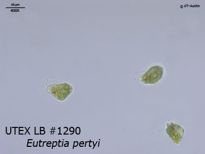 UTEX LB 1290 Eutreptia pertyi | UTEX Culture Collection of Algae