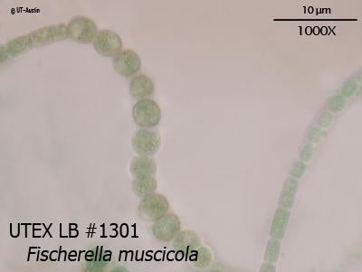 <strong>UTEX LB 1301</strong> <br><i>Fischerella muscicola</i>