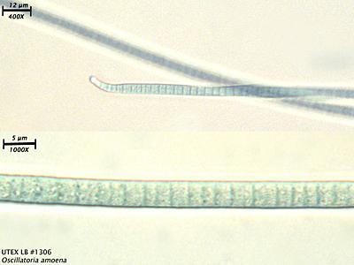 UTEX LB 1306 Oscillatoria amoena | UTEX Culture Collection of Algae