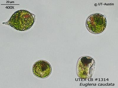 UTEX LB 1314 Euglena caudata | UTEX Culture Collection of Algae