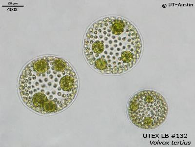 UTEX LB 132 Volvox tertius | UTEX Culture Collection of Algae