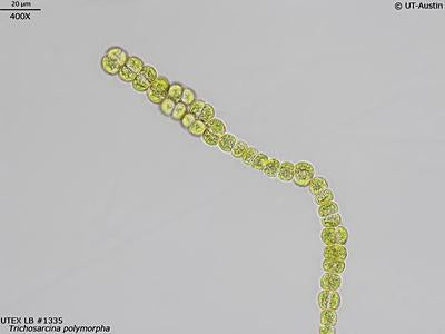 UTEX LB 1335 Trichosarcina polymorpha | UTEX Culture Collection of Algae