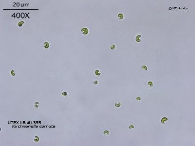UTEX LB 1355 Kirchneriella cornuta | UTEX Culture Collection of Algae
