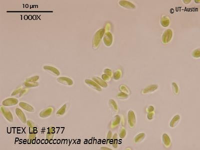 UTEX LB 1377 Pseudococcomyxa adhaerens | UTEX Culture Collection of Algae
