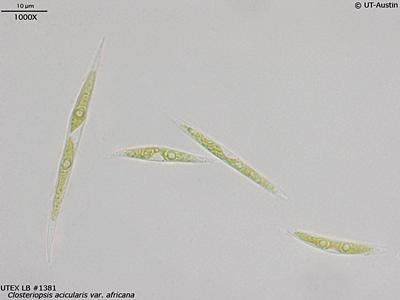 UTEX LB 1381 Closteriopsis acicularis var. africana | UTEX Culture Collection of Algae