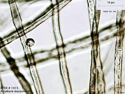 UTEX LB 1415 Porphyra leucosticta | UTEX Culture Collection of Algae