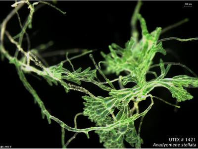 UTEX LB 1421 Anadyomene stellata | UTEX Culture Collection of Algae