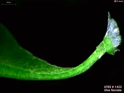 UTEX LB 1422 Ulva fasciata | UTEX Culture Collection of Algae