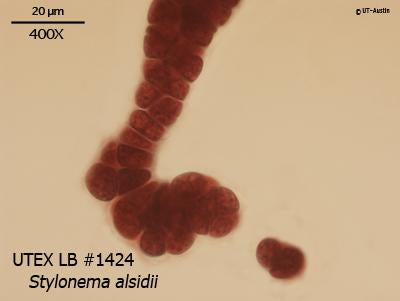 UTEX LB 1424 Stylonema alsidii | UTEX Culture Collection of Algae