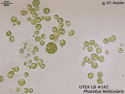 UTEX LB 142 Phacotus lenticularis | UTEX Culture Collection of Algae