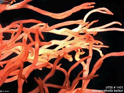 UTEX LB 1431 Neoagardhiella baileyi | UTEX Culture Collection of Algae