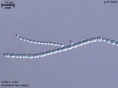 UTEX 1444 Anabaena flos-aquae | UTEX Culture Collection of Algae
