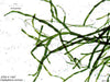 UTEX LB 1467 Cladophora sericea | UTEX Culture Collection of Algae