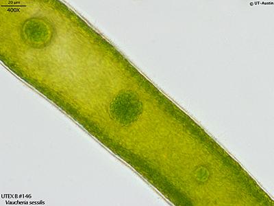 UTEX LB 146 Vaucheria sessilis | UTEX Culture Collection of Algae