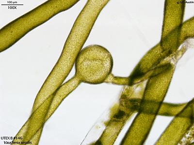 UTEX LB 146 Vaucheria sessilis | UTEX Culture Collection of Algae