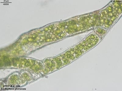 UTEX LB 1484 Cladophora glomerata | UTEX Culture Collection of Algae