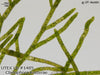 UTEX LB 1485 Cladophora kosterae | UTEX Culture Collection of Algae