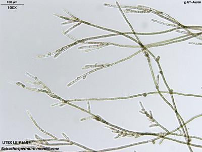 UTEX LB 1493 Batrachospermum moniliforme | UTEX Culture Collection of Algae