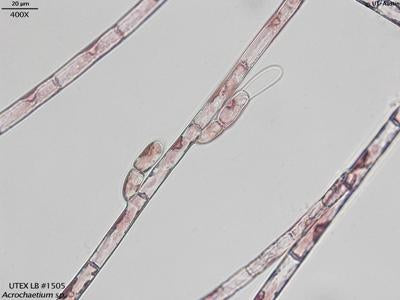 UTEX LB 1505 Acrochaetium sp. | UTEX Culture Collection of Algae