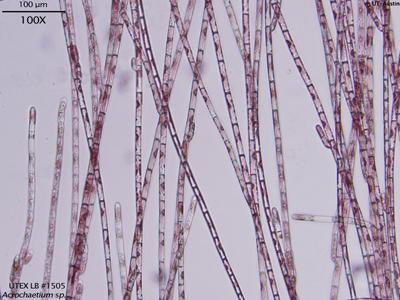 UTEX LB 1505 Acrochaetium sp. | UTEX Culture Collection of Algae