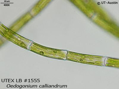 UTEX LB 1555 Oedogonium calliandrum | UTEX Culture Collection of Algae