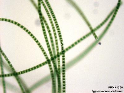 UTEX 1560 Zygnema circumcarinatum | UTEX Culture Collection of Algae
