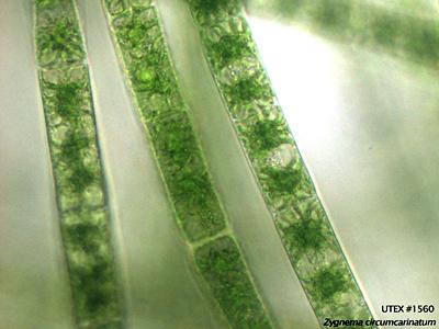 UTEX 1560 Zygnema circumcarinatum | UTEX Culture Collection of Algae