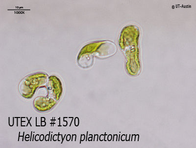UTEX LB 1570 Helicodictyon planctonicum | UTEX Culture Collection of Algae