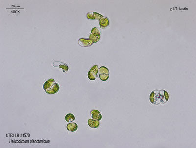 UTEX LB 1570 Helicodictyon planctonicum | UTEX Culture Collection of Algae