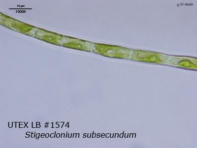 UTEX LB 1574 Stigeoclonium subsecundum | UTEX Culture Collection of Algae
