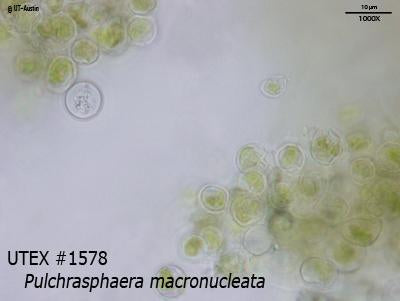 UTEX 1578 Pulchrasphaera macronucleata | UTEX Culture Collection of Algae