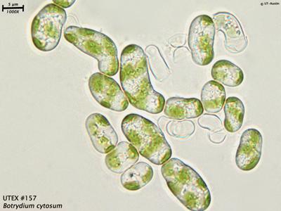 UTEX 157 Botrydium cystosum | UTEX Culture Collection of Algae