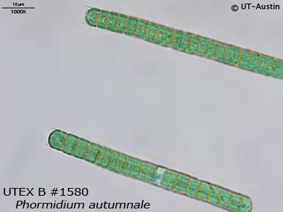 UTEX B 1580 Phormidium autumnale | UTEX Culture Collection of Algae