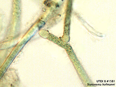 UTEX B 1581 Scytonema hofmanni | UTEX Culture Collection of Algae