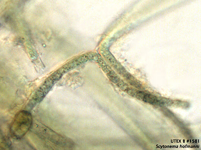 UTEX B 1581 Scytonema hofmanni | UTEX Culture Collection of Algae