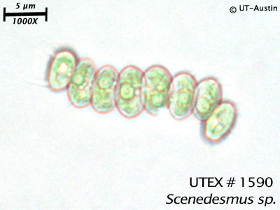 UTEX 1590 Scenedesmus sp. | UTEX Culture Collection of Algae