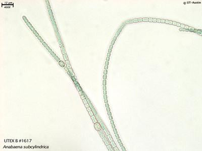 <strong>UTEX B 1617</strong> <br><i>Anabaena subcylindrica</i>