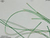 UTEX B 1617 Anabaena subcylindrica | UTEX Culture Collection of Algae