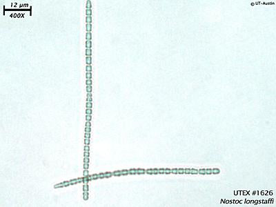 UTEX LB 1626 Nostoc longstaffi | UTEX Culture Collection of Algae