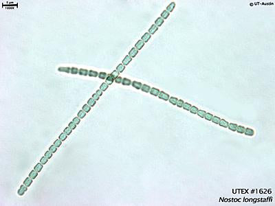 UTEX LB 1626 Nostoc longstaffi | UTEX Culture Collection of Algae