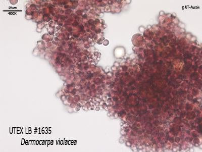 UTEX LB 1635 Dermocarpa violacea | UTEX Culture Collection of Algae