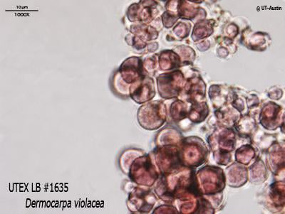 UTEX LB 1635 Dermocarpa violacea | UTEX Culture Collection of Algae