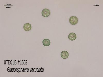 UTEX LB 1662 Glaucosphaera vacuolata | UTEX Culture Collection of Algae