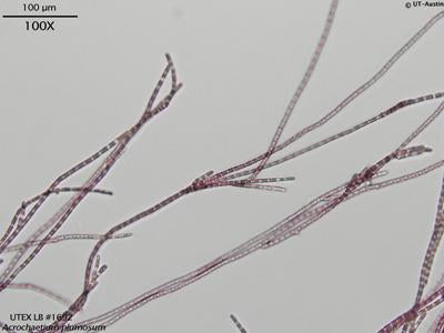 UTEX LB 1692 Acrochaetium plumosum | UTEX Culture Collection of Algae