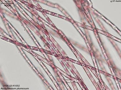 UTEX LB 1692 Acrochaetium plumosum | UTEX Culture Collection of Algae
